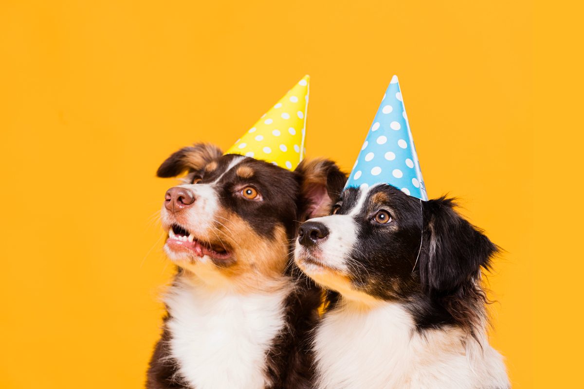 Why do dogs play? PAW KAESHA