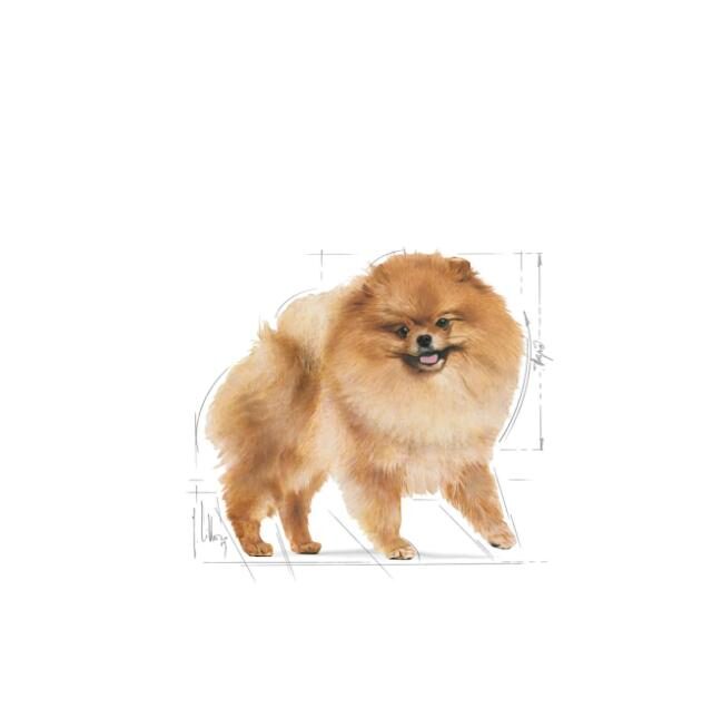 Breed Health Nutrition Pomeranian Adult 1.5 kg - Image 2