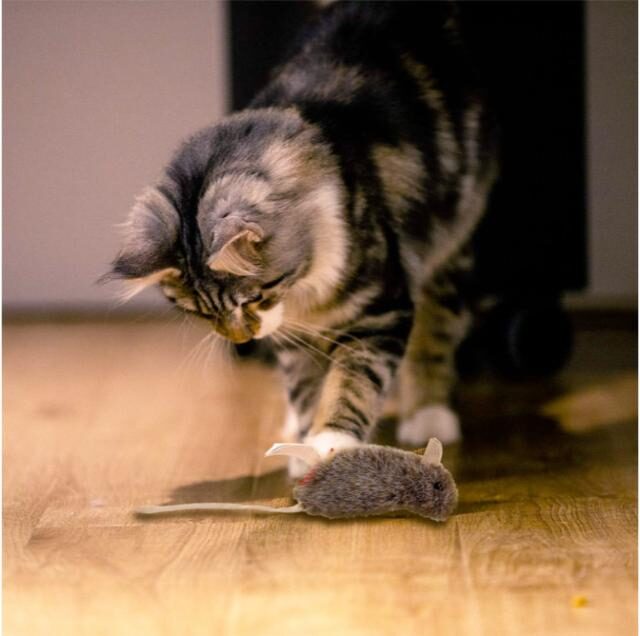Refillable Catnip (Mouse) with 3 catnip teabags in ziplock bag - Image 4