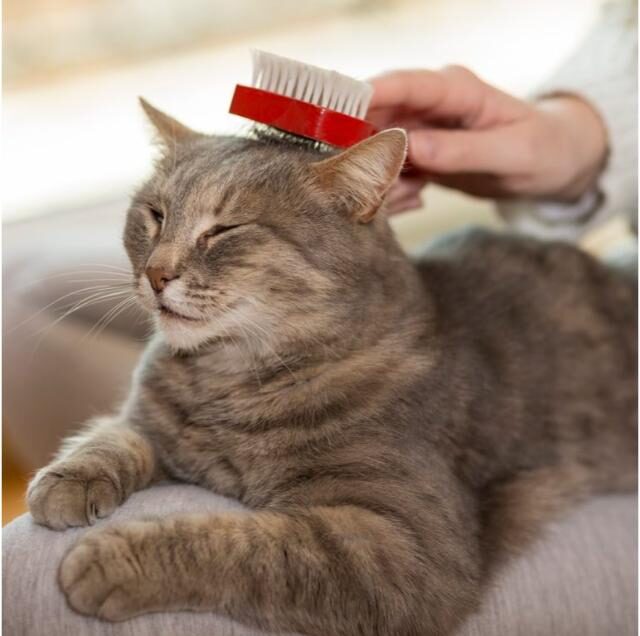 Vet's Best Waterless Foam Cat Shampoo with Aloe Vera, Chamomile & Vitamin E - Image 3