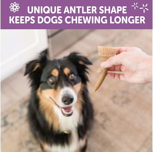 WHIMZEES Occupy Antler Natural Dental Chews for Dogs – Small (24pc) - Image 4