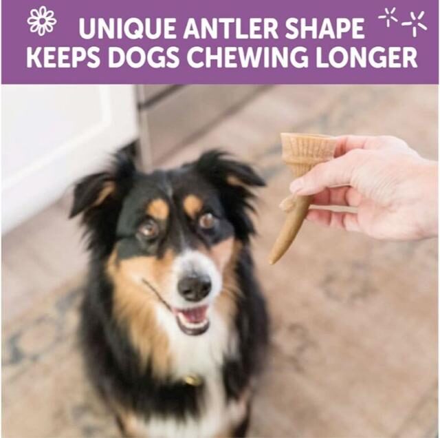 WHIMZEES Occupy Antler Natural Dental Chews for Dogs – Medium (12pc) - Image 4