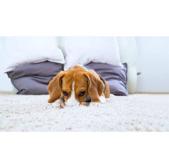 Extreme Stain and Odor Remover (Dog) 500 ml - Image 3