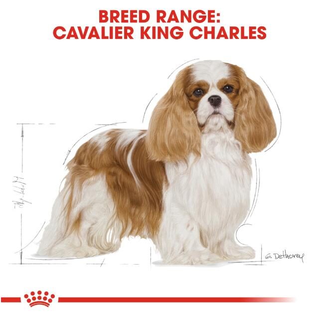 Royal Canin Dry Dog Food for Junior Cavalier King Charles (Up to 10 Months) - Image 4