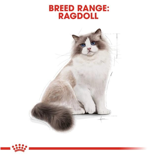 Royal Canin Dry Cat Food for Adult Ragdolls (12+ Months) - Image 2