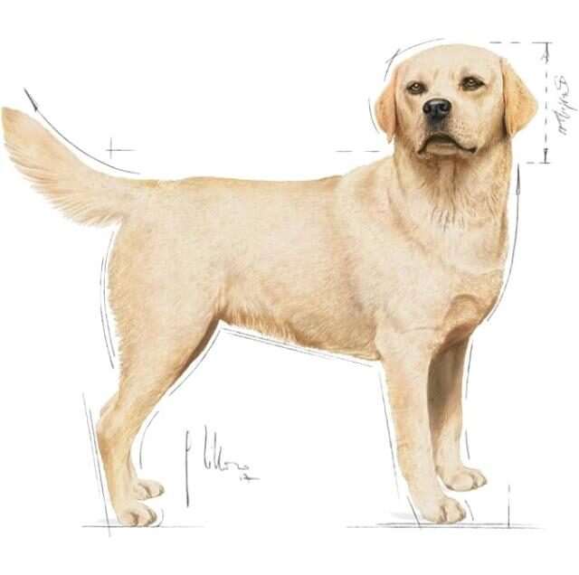 Royal Canin Labrador Retriever Adult Wet Dog Food - 140G - Image 3