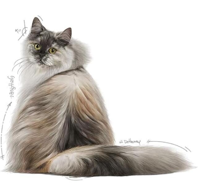 Royal Canin Feline Care Nutrition Hair & Skin Cat Dry Food,4Kg - Image 3
